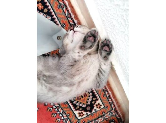 Dişi Ve Erkek görsel