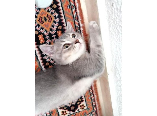 Dişi Ve Erkek görsel
