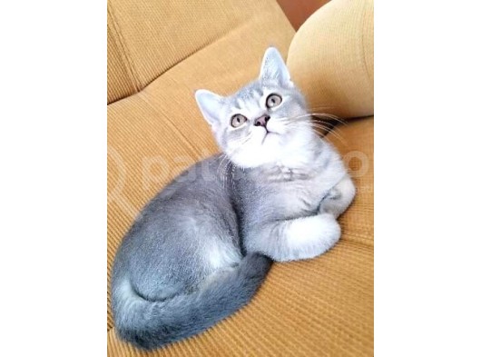 Dişi Ve Erkek görsel
