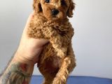 Sevimli Red Toy Poodle Dişi Ve Erkek Yavrularımız