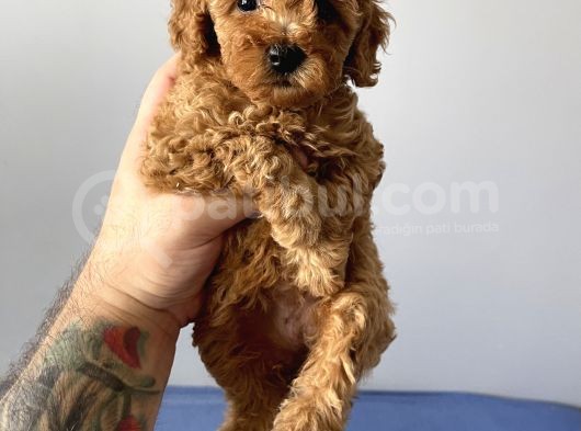 Sevimli Red Toy Poodle Dişi Ve Erkek Yavrularımız görsel