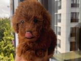 Ev Doğumlu Toypoodle Yavrular