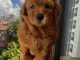 Mükemmel Toypoodle Bebişlerr