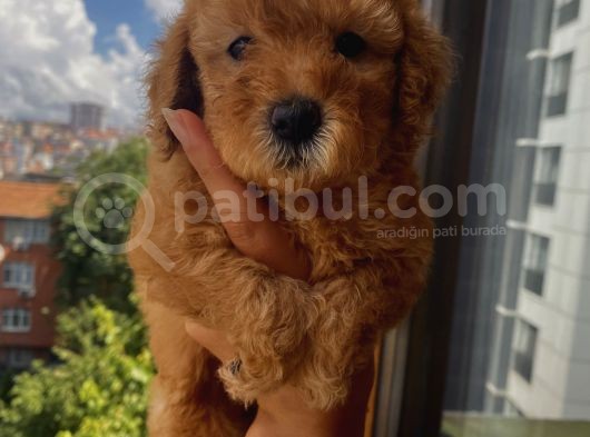 Mükemmel Toypoodle Bebişlerr görsel