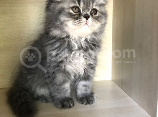 İki Dişi Bir Erkek görsel