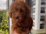 Ev Doğumlu Toypoodle Yavrular