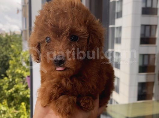 Ev Doğumlu Toypoodle Yavrular görsel