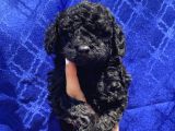 Dark Black Toypoodle Bebi̇şi̇mi̇z