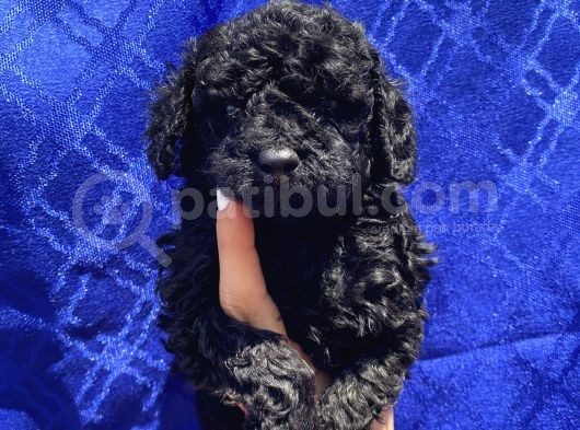 Dark Black Toypoodle Bebi̇şi̇mi̇z görsel
