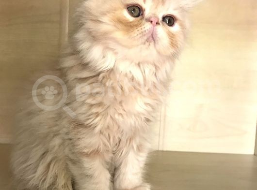 İki Dişi Bir Erkek görsel