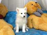 Dişi Samoyed