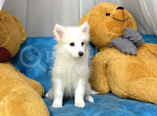 Dişi Samoyed