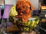 Mükemmel Toypoodle Bebişlerr