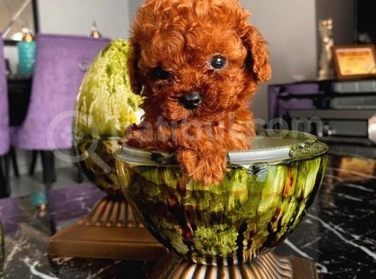 Mükemmel Toypoodle Bebişlerr görsel