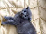 41 Günlük Erkek Scottish Fold