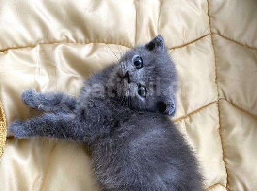 41 Günlük Erkek Scottish Fold