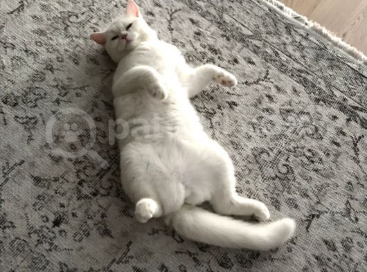 Beyaz British Longhair görsel