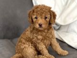 Sevimli Red Toy Poodle Dişi Ve Erkek Yavrularımız