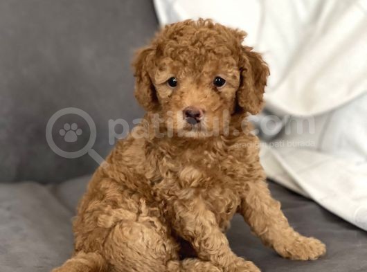 Sevimli Red Toy Poodle Dişi Ve Erkek Yavrularımız görsel