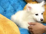 Dişi Samoyed
