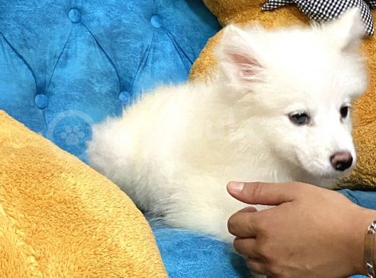 Dişi Samoyed görsel