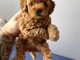 Sevimli Red Toy Poodle Dişi Ve Erkek Yavrularımız