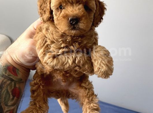 Sevimli Red Toy Poodle Dişi Ve Erkek Yavrularımız görsel