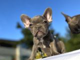 Blue French Bulldog Egzoti̇k Bebekler