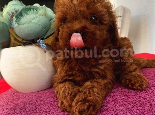 Mükemmel Toypoodle Bebişlerr görsel