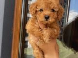 Ev Doğumlu Toypoodle Yavrular
