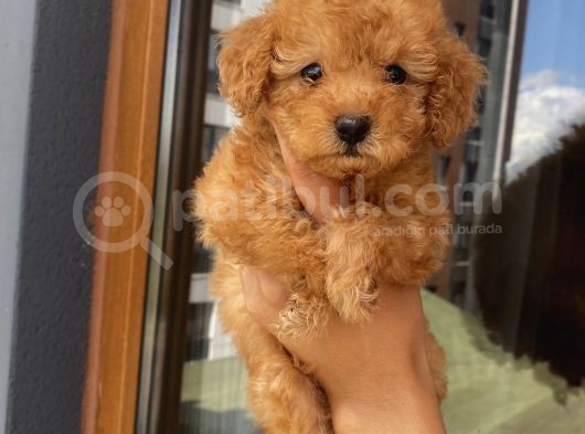 Ev Doğumlu Toypoodle Yavrular görsel