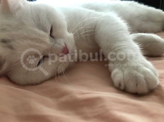Beyaz British Longhair görsel