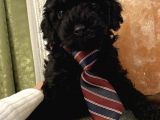 Dark Black Toypoodle Bebi̇şi̇mi̇z