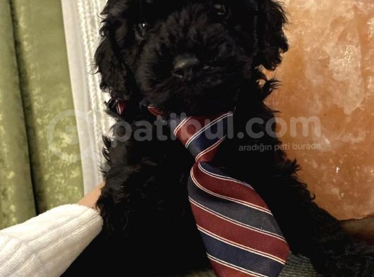 Dark Black Toypoodle Bebi̇şi̇mi̇z