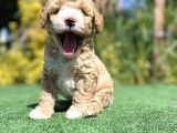 Nadi̇r Renk Bi̇ Colour Poodle Yavrumuz