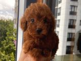 Ev Doğumlu Toypoodle Yavrular