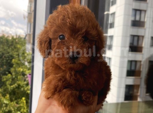 Ev Doğumlu Toypoodle Yavrular görsel