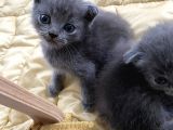 41 Günlük Erkek Scottish Fold