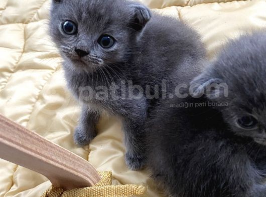 41 Günlük Erkek Scottish Fold görsel