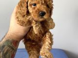 Sevimli Red Toy Poodle Dişi Ve Erkek Yavrularımız