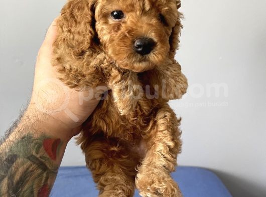 Sevimli Red Toy Poodle Dişi Ve Erkek Yavrularımız görsel