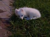Dişi Samoyed