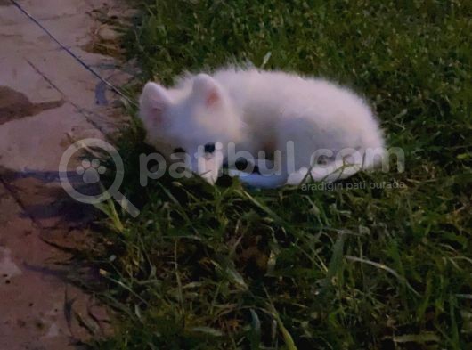 Dişi Samoyed görsel