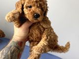 Sevimli Red Toy Poodle Dişi Ve Erkek Yavrularımız