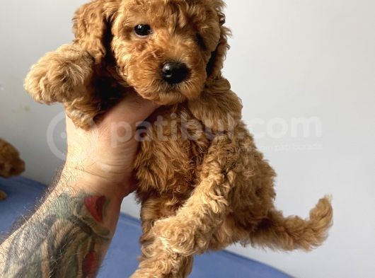 Sevimli Red Toy Poodle Dişi Ve Erkek Yavrularımız görsel