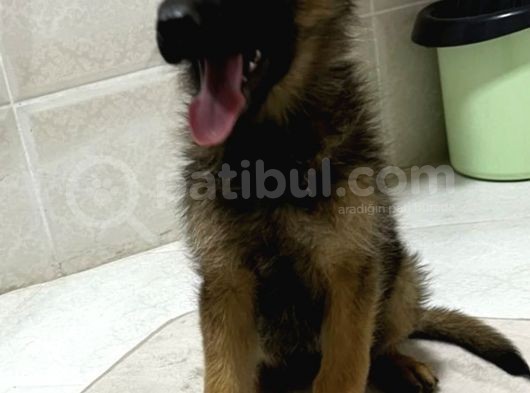 3 Aylik Di̇şi̇ Safkan Alman Kurdu görsel