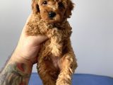 Sevimli Red Toy Poodle Dişi Ve Erkek Yavrularımız