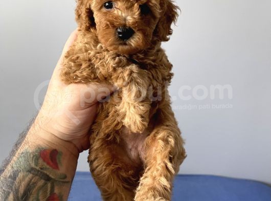 Sevimli Red Toy Poodle Dişi Ve Erkek Yavrularımız görsel