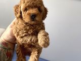 Sevimli Red Toy Poodle Dişi Ve Erkek Yavrularımız