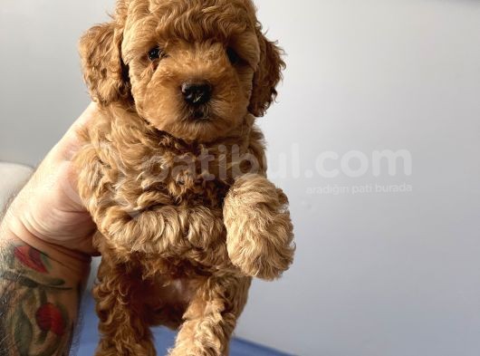 Sevimli Red Toy Poodle Dişi Ve Erkek Yavrularımız